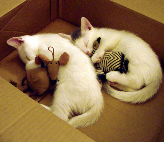 开云平台-独行者战于星辰之野，东契奇的奥运宇宙与那场无法复刻的战役