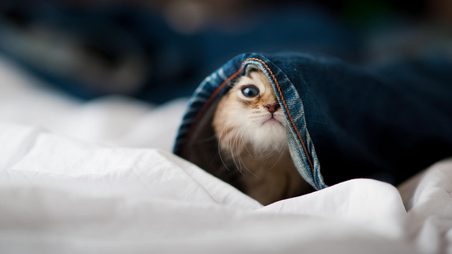 开云体育在线-绿茵与硬木，欧冠式强度下的湖人歼灭战