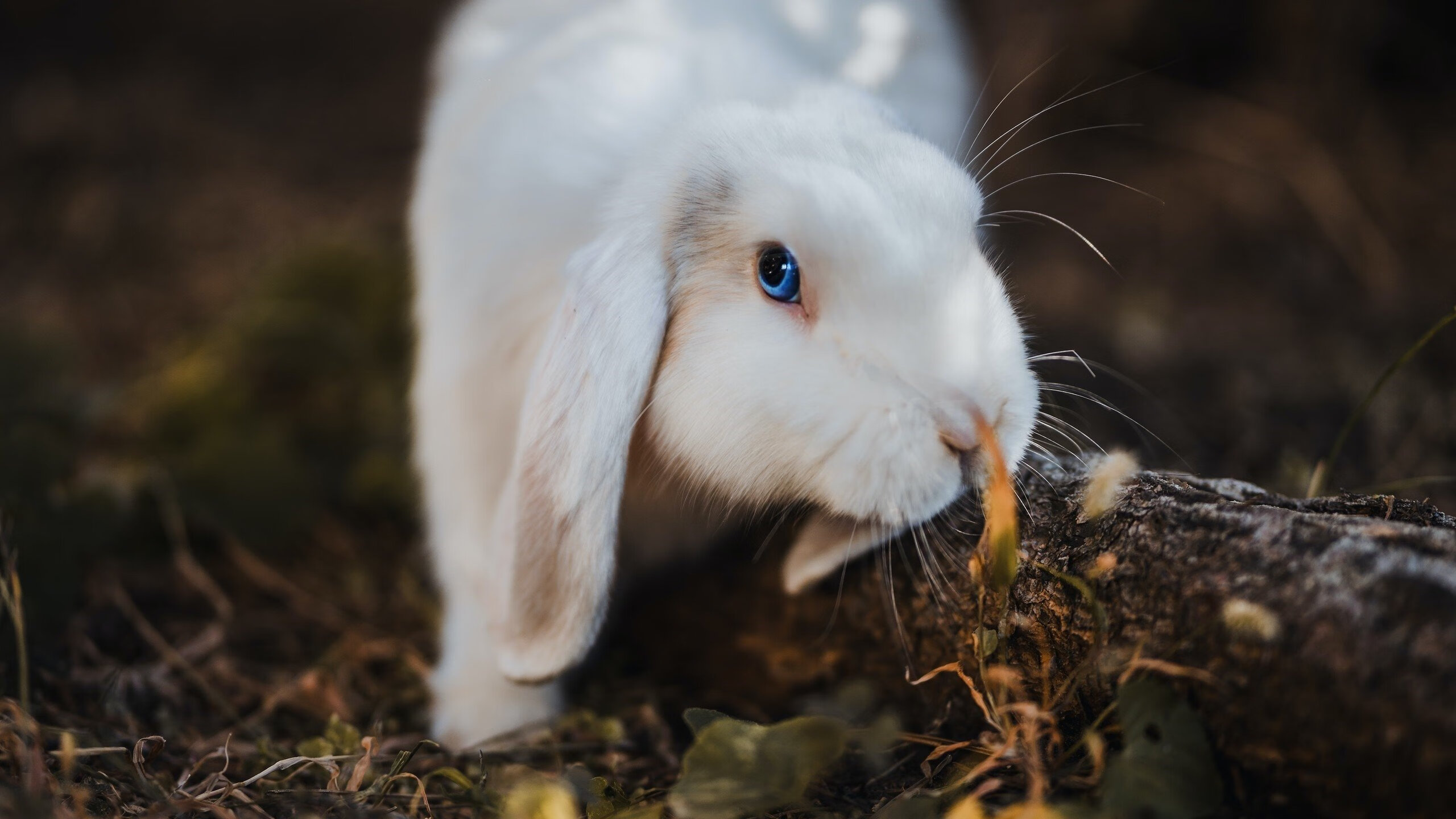 开云体育入口-库里效应，快船攻防转换制胜太阳的底层逻辑