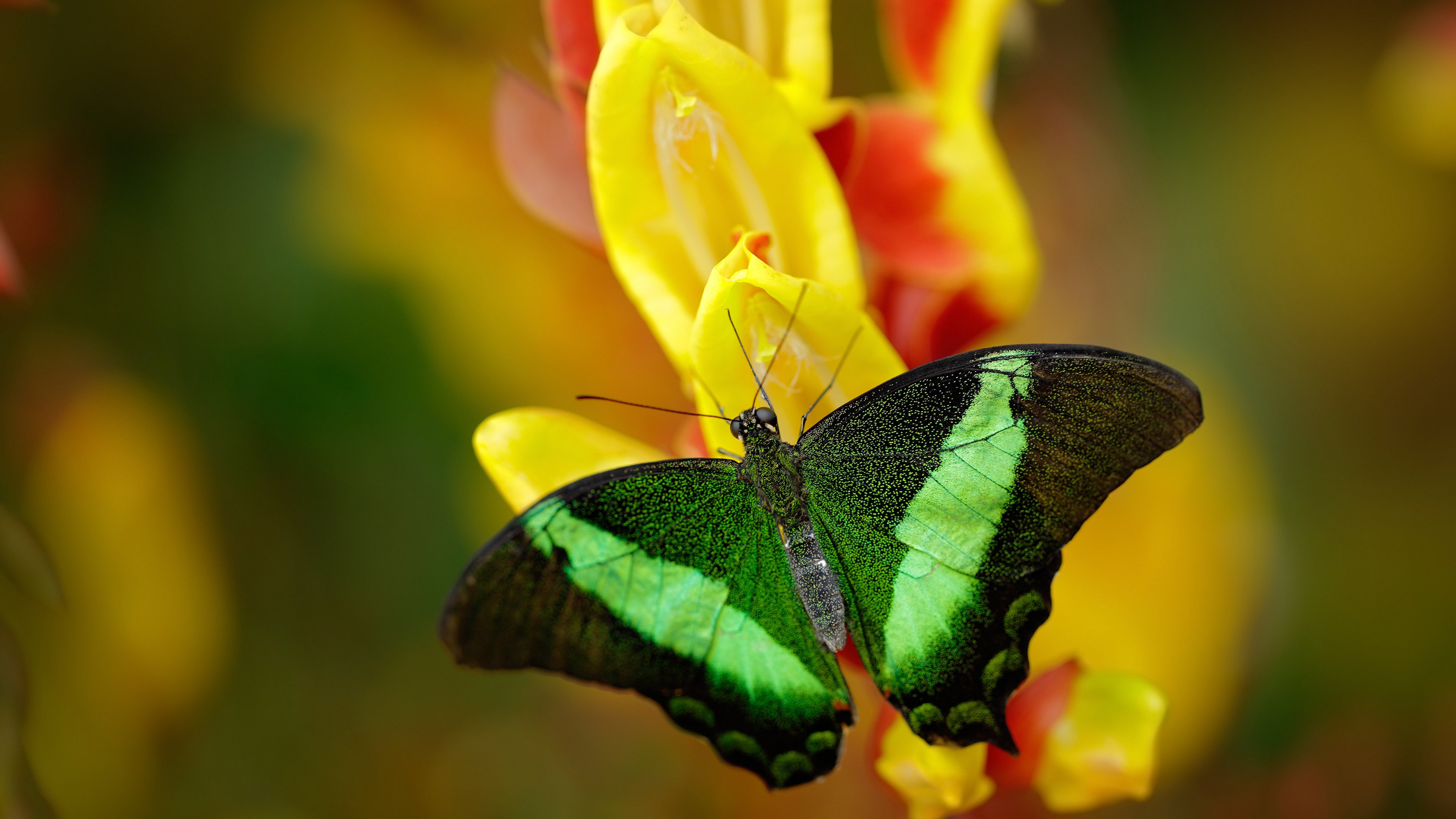 开云APP-双城记,国家德比硝烟再起,雷霆青年军决战孟菲斯