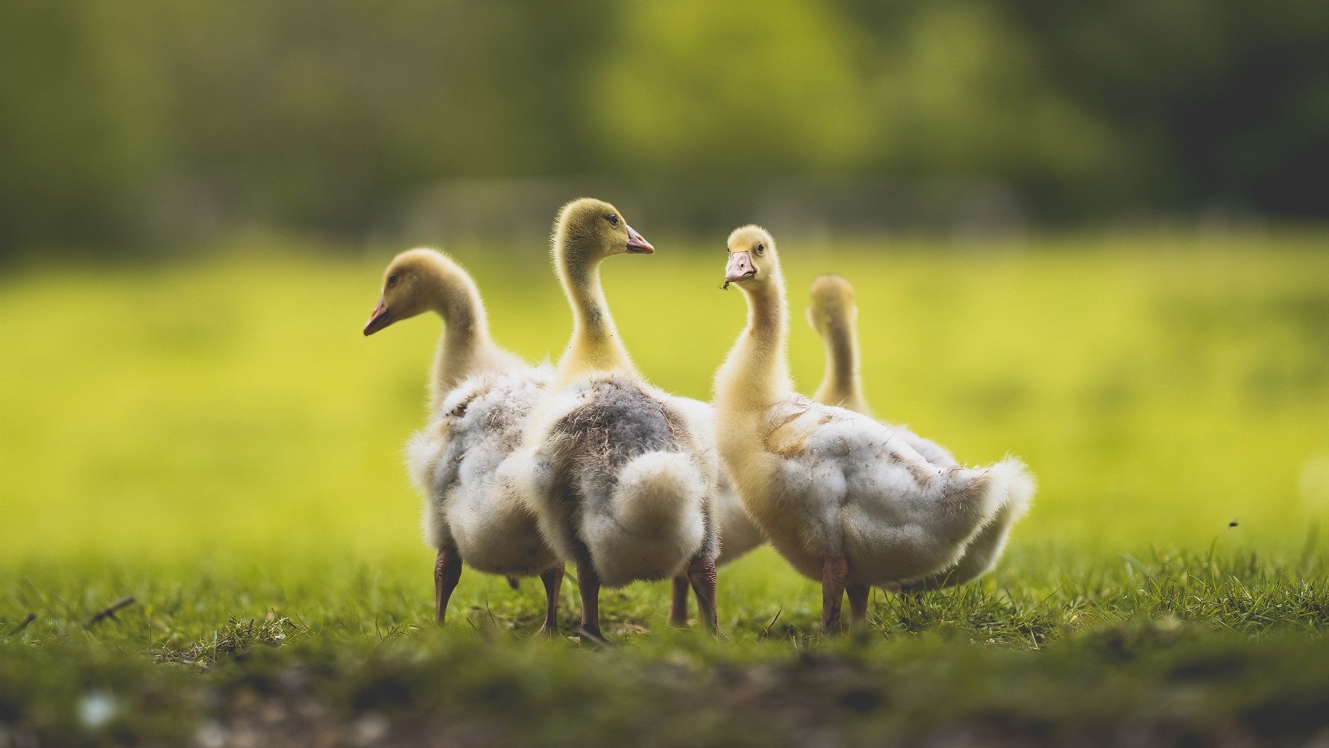 棋盘与利刃,当雷霆的战术铁壁遇上伦纳德的致命一击