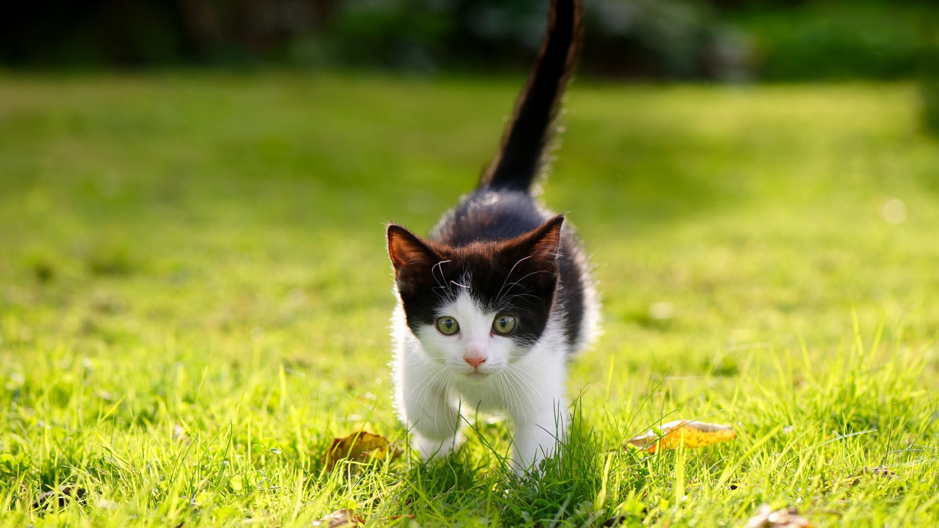 开云体育APP下载-巴黎翻盘芬兰的背后，是斯通斯在欧冠淘汰赛的终极形态