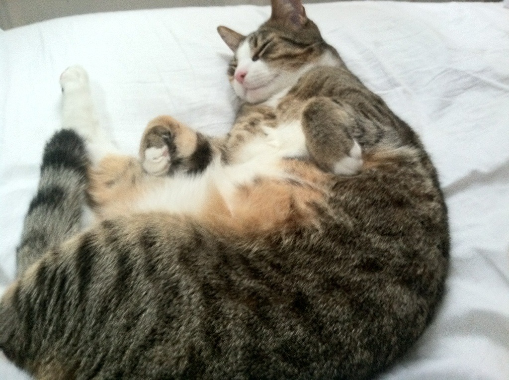 命运交错的体育史诗,足球王国与篮球魔王的硬仗交响