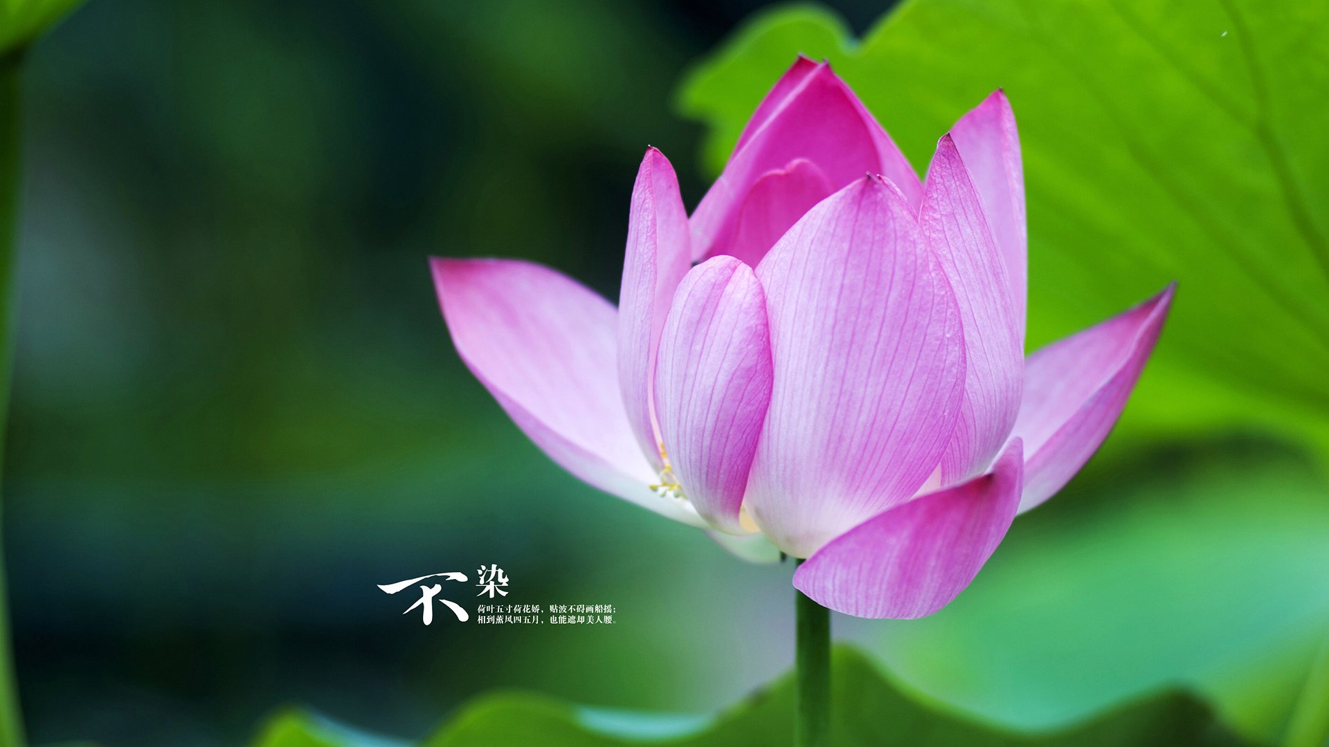 开云体育登录-势能转移,当罗德里戈点燃伯纳乌,拜仁的巨轮为何突陷巴拉圭泥潭?