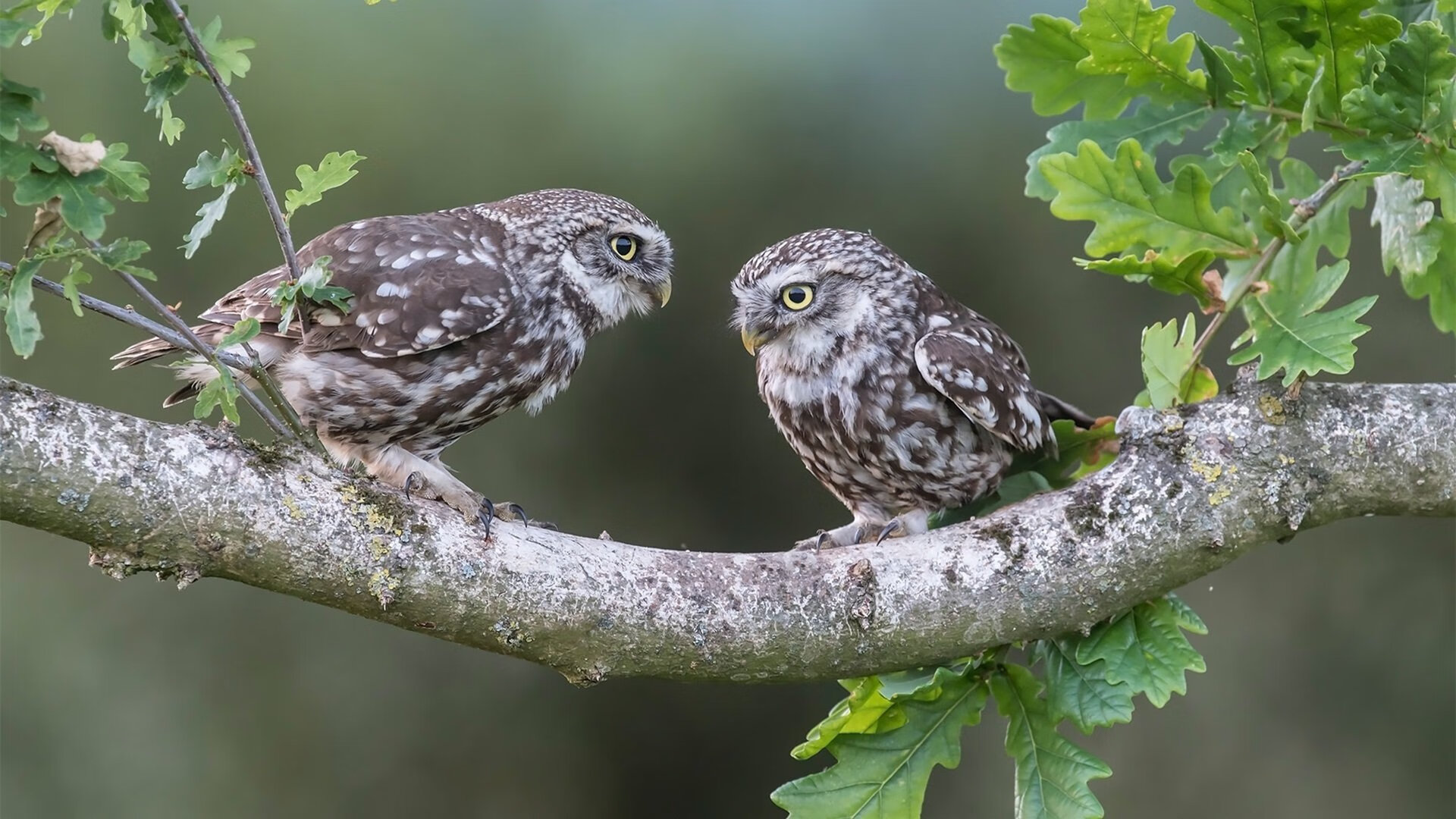 开云体育app-绞肉机对决!福克斯48分狂潮,压哨绝杀缔造费城新王